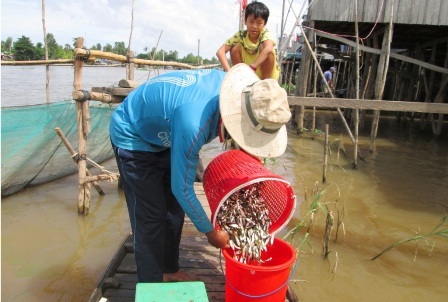Lũ nhỏ, nghề đóng đáy cá linh trên sông thất thu - 8 Sau
mỗi lần đổ đáy, một số người dân gần đó đến mua cá, có giá từ 10.000 – 12.000
đ/kg.