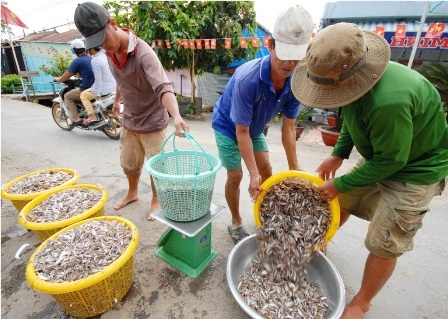 Lũ nhỏ, nghề đóng đáy cá linh trên sông thất thu - 10 Thường thì
lượng cá đánh bắt sẽ có 30% cá chết, bán với giá 6.000 – 6.500 đ/kg.