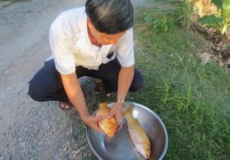 Lãi bộn với chiêu “hóa” giòn cá chép - 1 Nhìn bề ngoài, cá chép giòn chẳng khác mấy với giống các chép vàng mà người dân ta hay nuôi lâu nay
