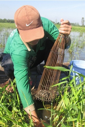 Rủ nhau ra đồng đặt xà di bắt cá rô