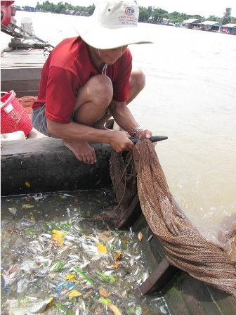 Lũ nhỏ, nghề đóng đáy cá linh trên sông thất thu - 5 Cá
linh sau khi được kéo lên được đổ vô xuồng.