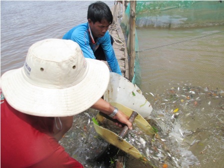 Lũ nhỏ, nghề đóng đáy cá linh trên sông thất thu - 6 Cá
linh sau khi được kéo lên được đổ vô xuồng.