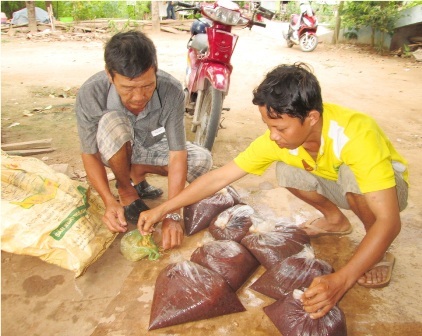 Nghề xúc trùn chỉ thu nhập hơn 20 triệu đồng/tháng - 9 Nếu một hộ xúc được từ 20 -30kg trùn/ngày đã có thu nhập trên 800.000 đồng/ngày