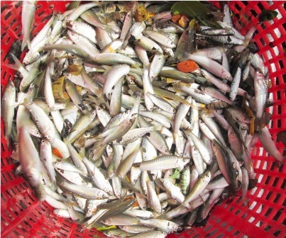 Lũ nhỏ, nghề đóng đáy cá linh trên sông thất thu - 7 Năm nay, nước lũ lên xuống đột ngột nên sản lượng cá linh giảm đáng kể.
