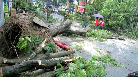 Hà Nội: Cổ thụ bật gốc, bịt kín phố Giang Văn Minh - 2 Hà Nội: Cổ thụ bật gốc, bịt kín phố Giang Văn Minh - 2