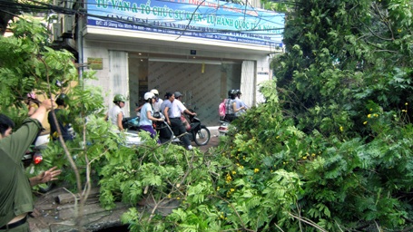 Hà Nội: Cổ thụ bật gốc, bịt kín phố Giang Văn Minh - 4 Hà Nội: Cổ thụ bật gốc, bịt kín phố Giang Văn Minh - 4