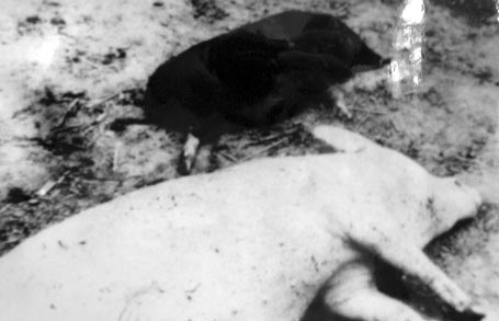 50 năm thảm họa da cam Việt Nam - 5 50 năm thảm họa da cam Việt Nam - 5