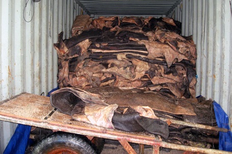 Rùng mình xưởng sơ chế da trâu, bò bốc mùi hôi thối - 1