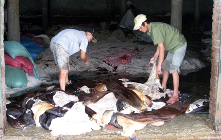 Rùng mình xưởng sơ chế da trâu, bò bốc mùi hôi thối - 3