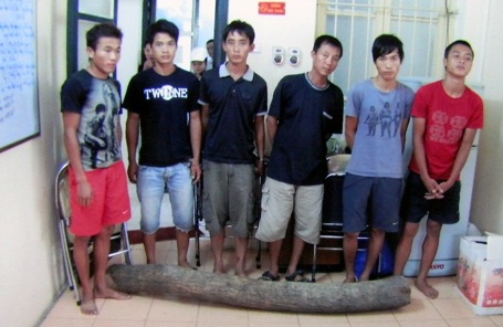 Hà Nội: Khống chế bảo vệ để đốn hạ cây sưa - 1 Hà Nội: Khống chế bảo vệ để đốn hạ cây sưa - 1