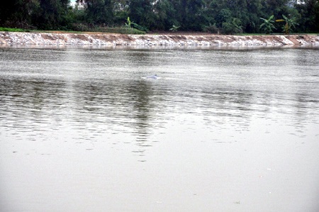Thái Bình: Cá heo bơi lạc vào sông Trà Lý - 1 Thái Bình: Cá heo bơi lạc vào sông Trà Lý - 1