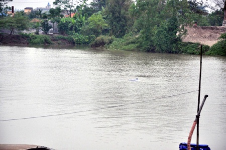 Thái Bình: Cá heo bơi lạc vào sông Trà Lý - 2 Thái Bình: Cá heo bơi lạc vào sông Trà Lý - 2