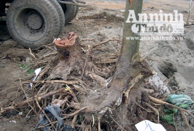 Kỹ sư xây dựng đi đào trộm... sưa đỏ - 3 Kỹ sư xây dựng đi đào trộm... sưa đỏ - 3