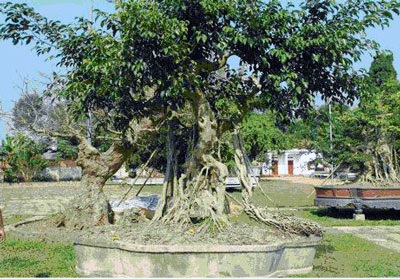 “Tận mục” Kỳ Viên của đại gia chơi “siêu cây” triệu đô - 1