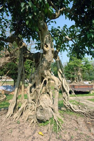 “Tận mục” Kỳ Viên của đại gia chơi “siêu cây” triệu đô - 2