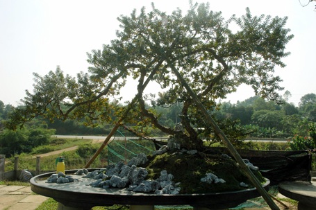 “Tận mục” Kỳ Viên của đại gia chơi “siêu cây” triệu đô - 3