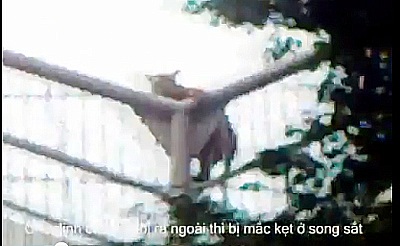 Video: Hổ dữ ở Công viên Thủ Lệ trèo rào, suýt sổng ra ngoài - 1 Video: Hổ dữ ở Công viên Thủ Lệ trèo rào, suýt sổng ra ngoài - 1