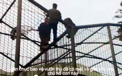 Video: Hổ dữ ở Công viên Thủ Lệ trèo rào, suýt sổng ra ngoài - 2 Video: Hổ dữ ở Công viên Thủ Lệ trèo rào, suýt sổng ra ngoài - 2