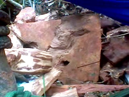 Video, hình ảnh “độc” hiện trường vụ 3 cây gỗ sưa bị đốn hạ - 6 Video, hình ảnh “độc” hiện trường vụ 3 cây gỗ sưa bị đốn hạ