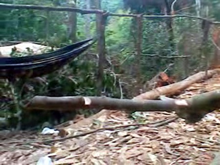Video, hình ảnh “độc” hiện trường vụ 3 cây gỗ sưa bị đốn hạ - 7 Video, hình ảnh “độc” hiện trường vụ 3 cây gỗ sưa bị đốn hạ