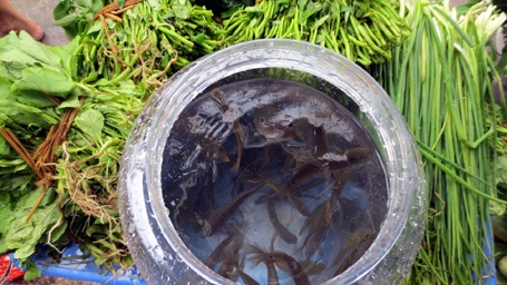 Người Hà Nội “đắp đập”, bơi thuyền, đánh cá trên phố