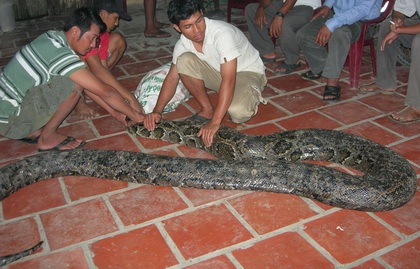 Sự thật về trăn “khổng lồ” tại Sóc Trăng - 1 Con trăn anh Sanh bắt được trong rẫy ngô.