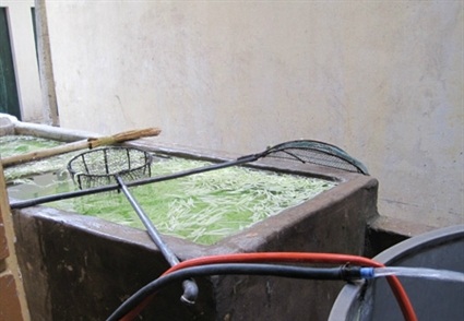 Phát hoảng với nguyên liệu bánh trung thu - 1 Nhân bí đao ngâm trương phềnh trong bể nước cáu bẩn.