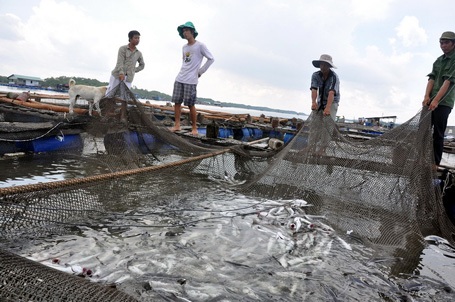Trúng nước độc, cá bè chết hàng loạt - 1 Cá bớp chết trắng trong lồng của anh Đoàn Minh Tâm.