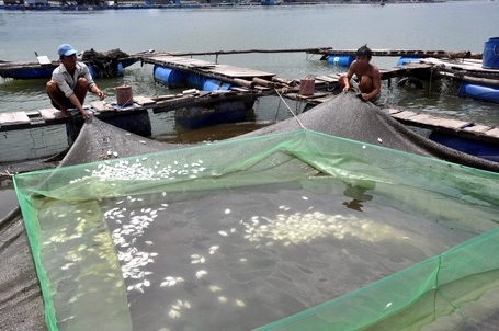 Trúng nước độc, cá bè chết hàng loạt - 3 Ba ngàn con cá chim còn nhỏ trong bè của anh Đoàn Minh Tâm cũng chung số phận.