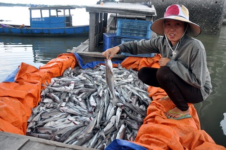 Trúng nước độc, cá bè chết hàng loạt - 5 Ghe chở cá bớp chết của chị Nguyễn Thị Thanh Thúy.