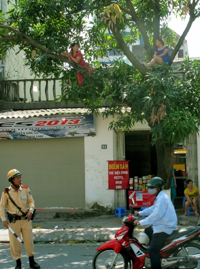 Hà Nội: Hai phụ nữ “cố thủ” trên cây để phản đối chặt cây - 1 Hai người phụ nữ cố thủ một cách khá... thoải mái trên cây.
