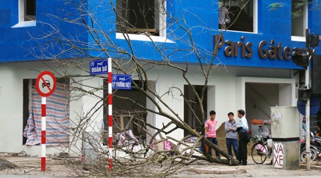 Hà Nội: Táo tợn cưa trộm sưa đỏ giữa ngã tư - 1 Cây sưa đỏ bị cưa trộm nằm ngay sát ngã tư.