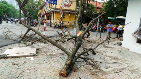 Hà Nội: Táo tợn cưa trộm sưa đỏ giữa ngã tư - 4 Phần ngọn bị bỏ lại trên vỉa hè.