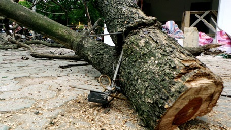 Hà Nội: Táo tợn cưa trộm sưa đỏ giữa ngã tư - 5 Dấu tích của việc cây sưa đỏ này bị bức tử.
