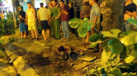 Một cây bàng bị xe ô tô đâm, gẫy rời từ gốc.