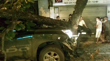 Một cây bàng bị xe ô tô đâm, gẫy rời từ gốc.