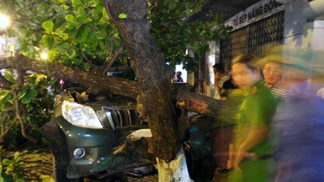 Một cây bàng bị xe ô tô đâm, gẫy rời từ gốc.