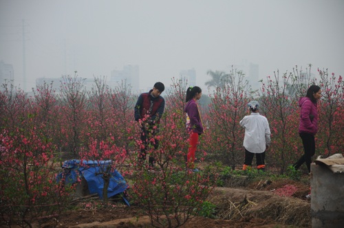 Các chủ vườn đào nhiệt tình đưa khách vào trong khu trồng để chọn lựa