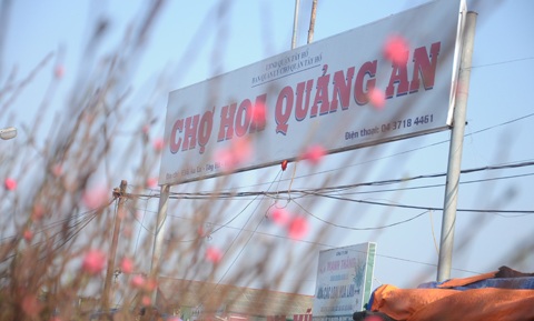 Người Hà Nội đi mua đào Nhật Tân chơi tết sớm - 1 Người Hà Nội đi mua đào Nhật Tân chơi tết sớm