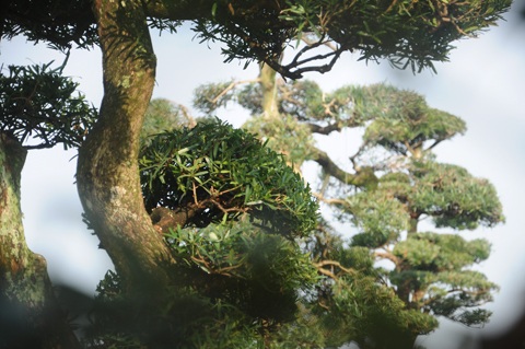 Chiêm ngưỡng vườn tùng tiền tỷ ở Hồ Tây - 9 Tùng cảnh được tạo dáng cổ thụ