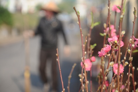 Người Hà Nội đi mua đào Nhật Tân chơi tết sớm - 9 Nhiều nụ đào đã nở sớm