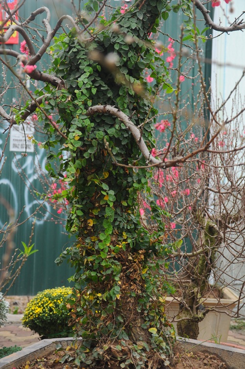 Đào cổ thụ "bonsai" giá chục triệu hút khách chơi Tết - 8 Theo một chủ kinh doanh đào bonsai, năm nay