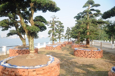 Chiêm ngưỡng vườn tùng tiền tỷ ở Hồ Tây - 1 Chiêm ngưỡng vườn tùng tiền tỷ ở Hồ Tây