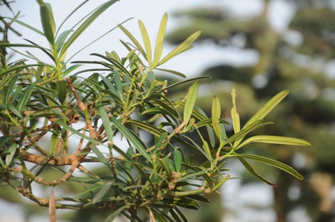 Chiêm ngưỡng vườn tùng tiền tỷ ở Hồ Tây - 10 Tùng cảnh được tạo dáng cổ thụ