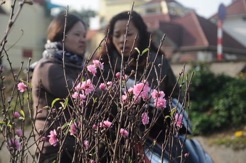 Người Hà Nội đi mua đào Nhật Tân chơi tết sớm - 11 Nhiều người dân Thủ đô khi chọn đào ở chợ Quảng Bá chưa ưng đã tìm tới tận vườn đào để mua về