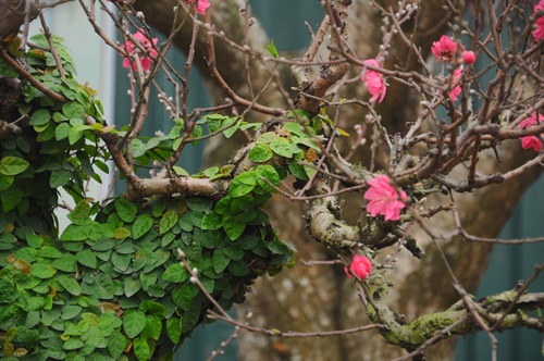 Đào cổ thụ "bonsai" giá chục triệu hút khách chơi Tết - 10 Để tạo ra đào thế bonsai phủ cây xanh, những người trồng phải tốn nhiều công chăm sóc