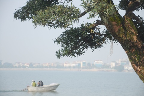 Chiêm ngưỡng vườn tùng tiền tỷ ở Hồ Tây - 11 Tùng cảnh được tạo dáng cổ thụ