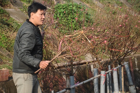 Người Hà Nội đi mua đào Nhật Tân chơi tết sớm - 12 Cành đào được cắm vào các ống nhựa để tránh gãy
