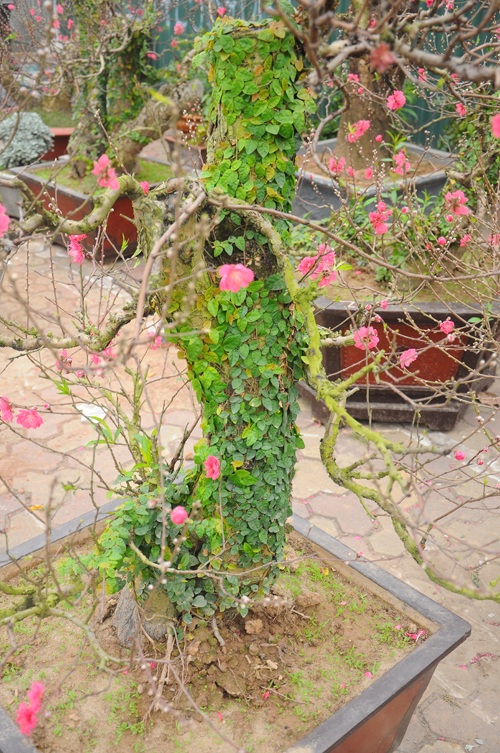 Đào cổ thụ "bonsai" giá chục triệu hút khách chơi Tết - 14 Những gốc đào cổ thụ phủ vẩy ốc