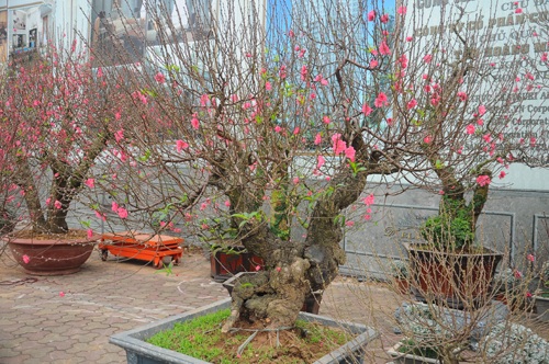 Đào cổ thụ "bonsai" giá chục triệu hút khách chơi Tết - 2 Đào cổ thụ bonsai giá chục triệu hút khách chơi Tết